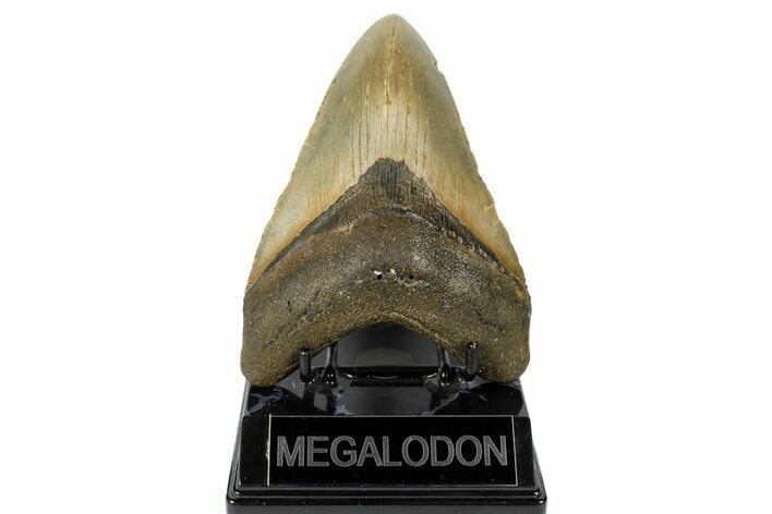 Fossil Megalodon Tooth - North Carolina #188224